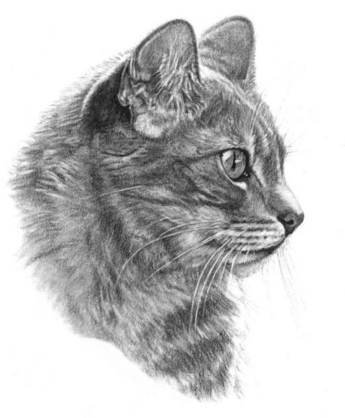 Рисунки котов карандашом