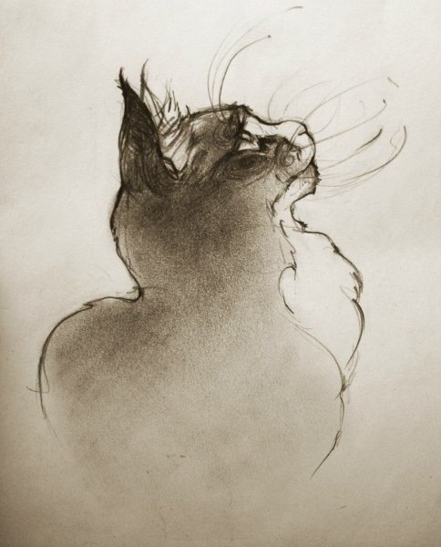 Наброски кошек углем