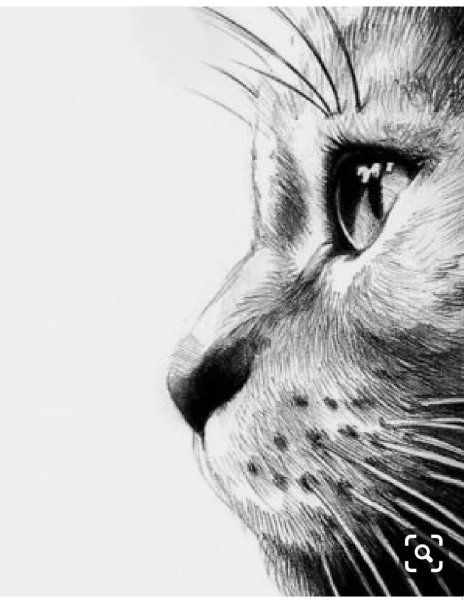 Набросок морды кота