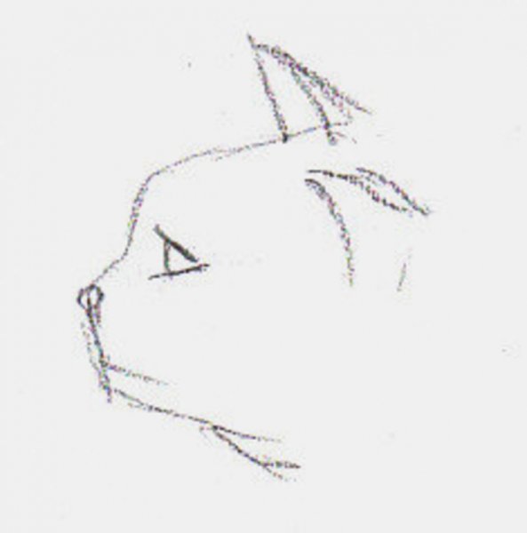 Кошка в профиль рисунок