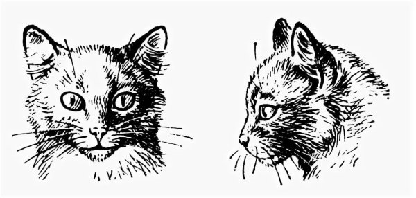 Кот вид спереди и сбоку