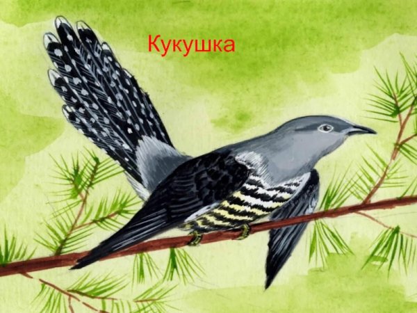 Кукушка Ненецкая народная сказка