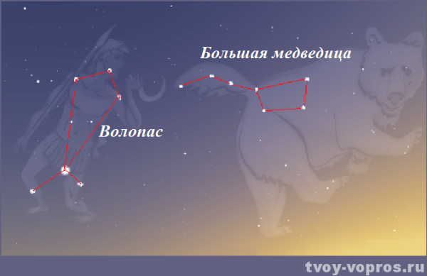 Волопас гевелий