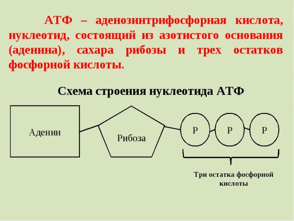 Структура молекулы АТФ