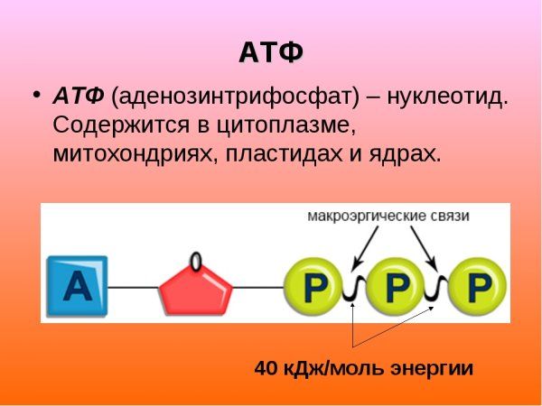 Структура молекулы АТФ