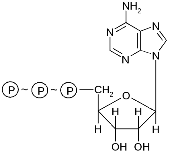 Строение молекулы АТФ