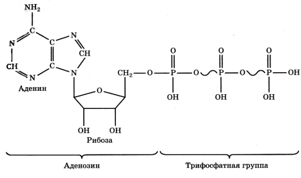 Строение молекулы АТФ