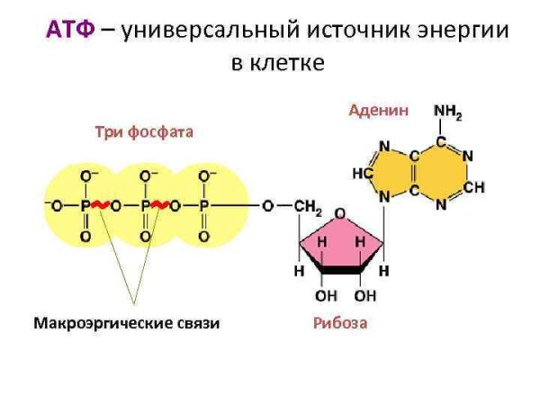 АТФ универсальный источник энергии в клетке