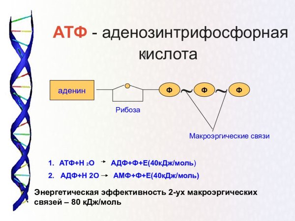 Нуклеиновые кислоты АТФ 10 класс