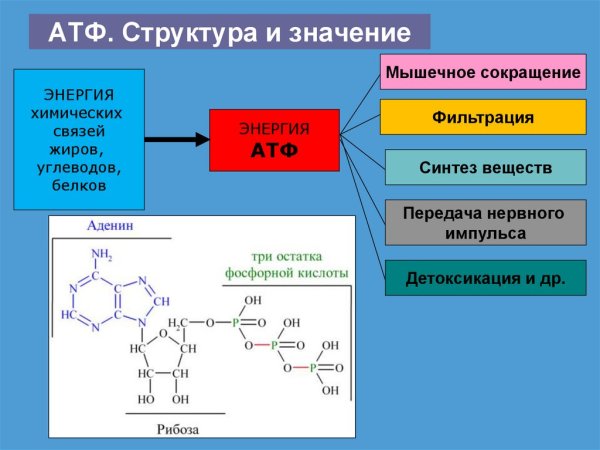 Структура молекулы АТФ