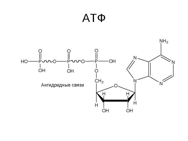 Строение молекулы АТФ биология
