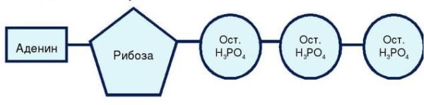 АТФ-аккумулятор картинка