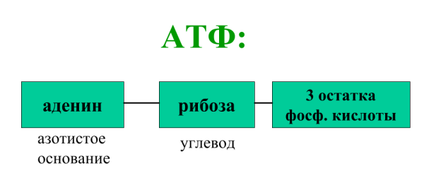 Структура АТФ биохимия