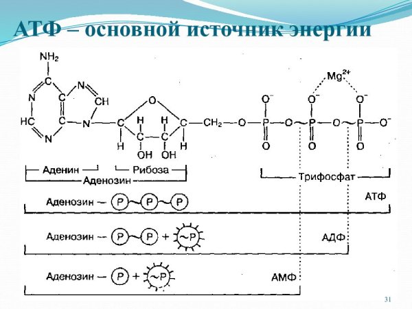 Строение молекулы АТФ