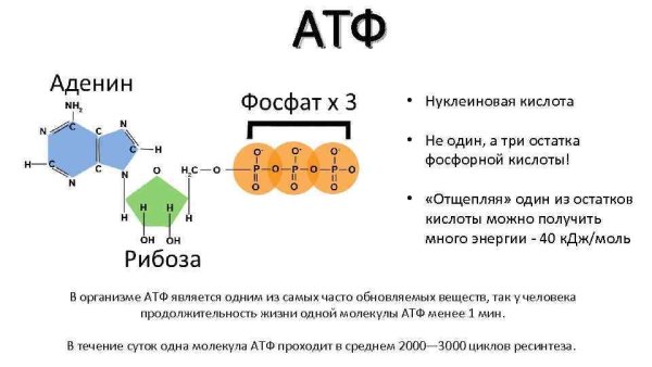АТФ универсальный источник энергии в клетке