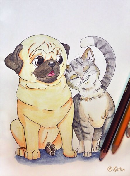 Кошка и собака рисунок
