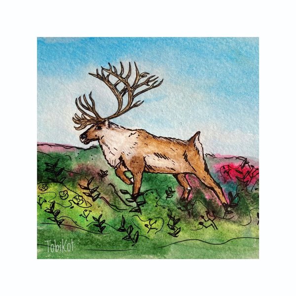 Северный олень с олененком