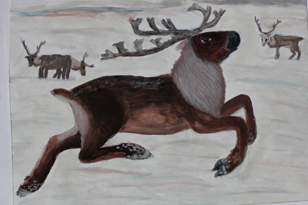 Рисование Северный олень в старшей группе