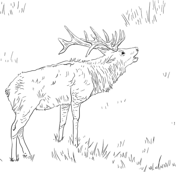 Тундра рисунок