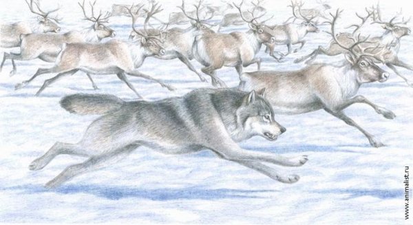 Рисование Северный олень