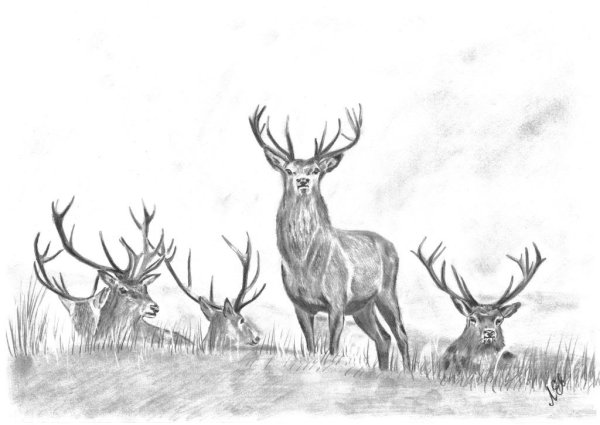 Тундра рисунок