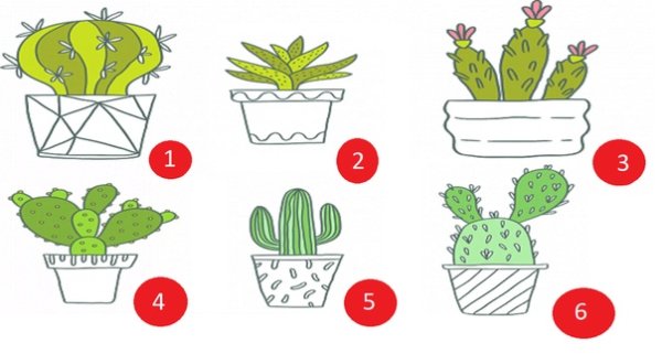 Рисуночный тест Кактус