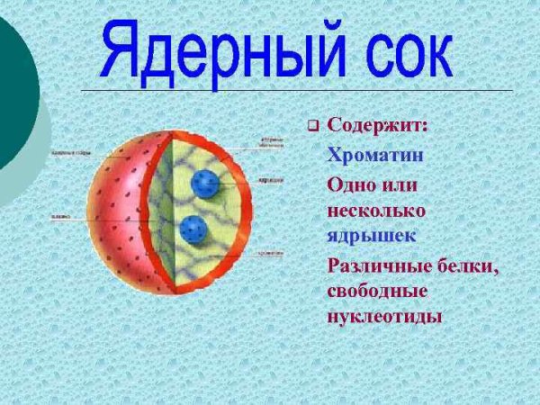 Ядерный сок строение