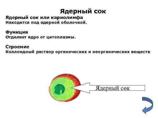 Основные компоненты интерфазного ядра