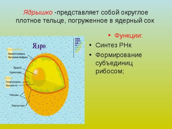 Ядерный сок строение и функции