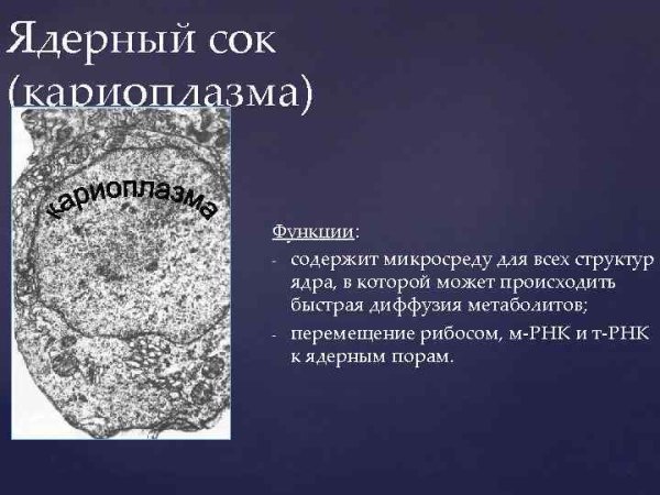 Схема ядра эукариотической клетки