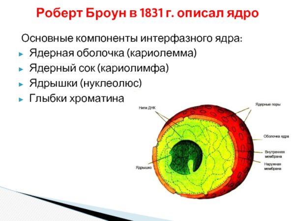 Ядерный сок функции в клетке
