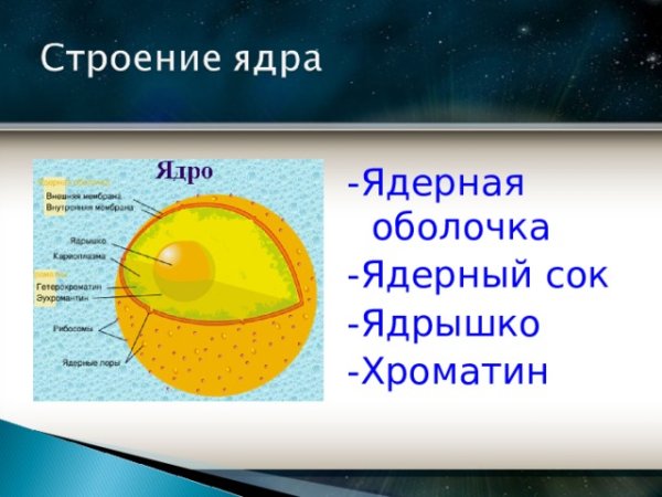 Строение ядерной мембраны