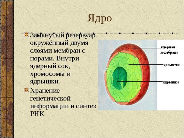 Ядро мембрана ядерный сок ядрышко