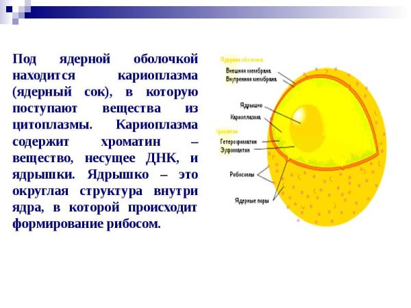 Ядерный сок кариоплазма