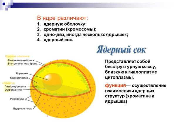 Ядерный сок кариоплазма