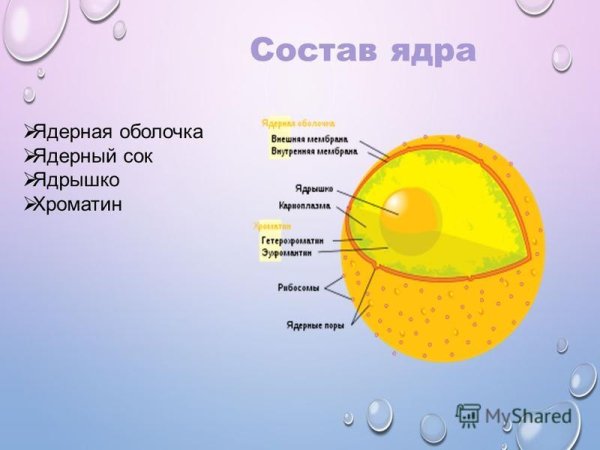 Ядрышко структура строение функции