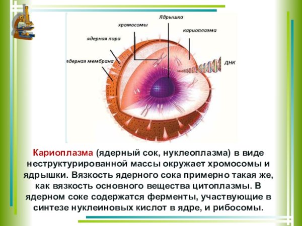 Строение клетки ядро ядрышко
