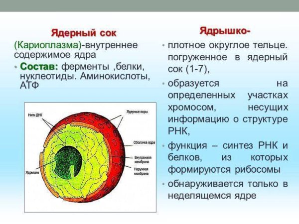 Строение ядра эукариотической клетки