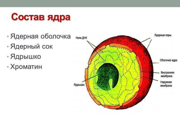 Строение ядра эукариотической клетки