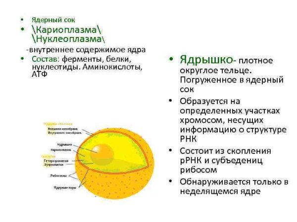 Строение ядра эукариот