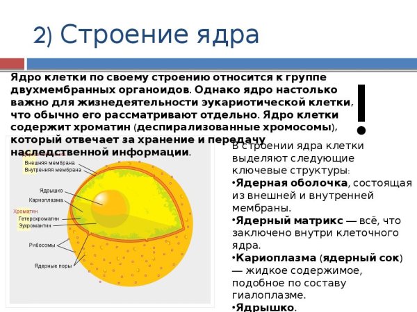 Строение растительной клетки ядерная мембрана кариоплазма