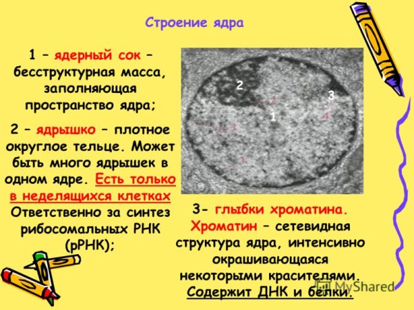 Строение ядра животной клетки