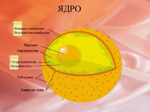 Структура ядро в клетке растений