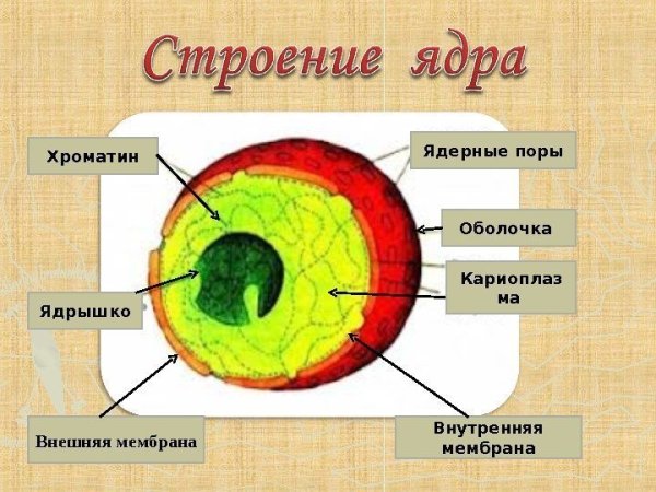Строение ядра ядро ядерная оболочка схема