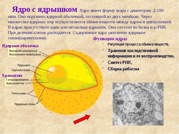 Схема строения ядра клетки