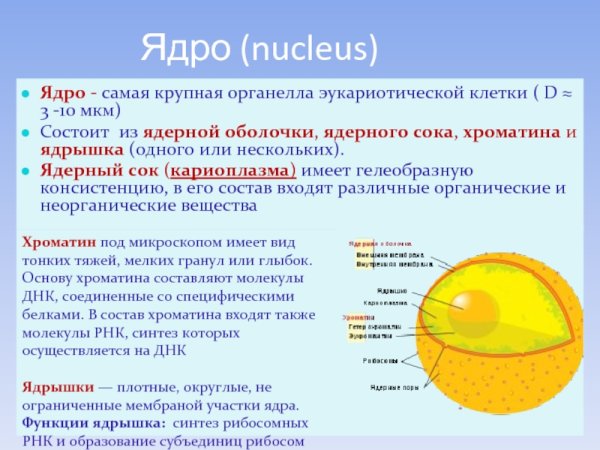 Структура эукариотической клетки ядро ядрышко