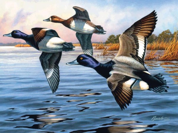 Утки над водой