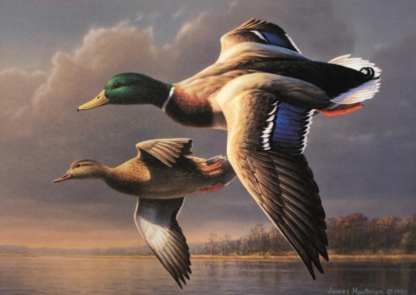 Кряква картина