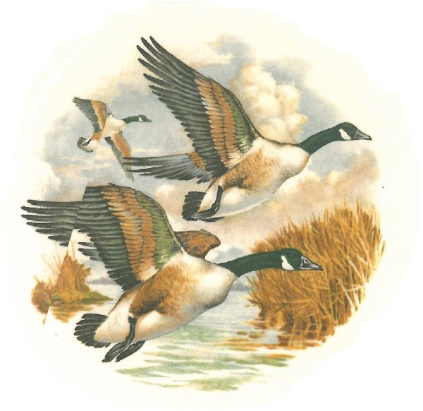 Утки летают