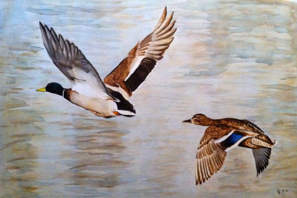 Утка в полете акварель